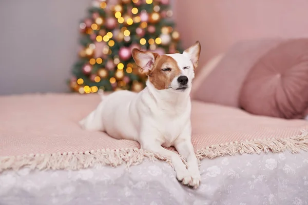 Perro Jack Russell Terrier de Navidad. Concepto de hotel para animales. Una clínica veterinaria. Plantilla de calendario animal. Tarjeta de Navidad con perro. Refugio animal. Regalo para niños, el mejor amigo del hombre.Veterinario . —  Fotos de Stock