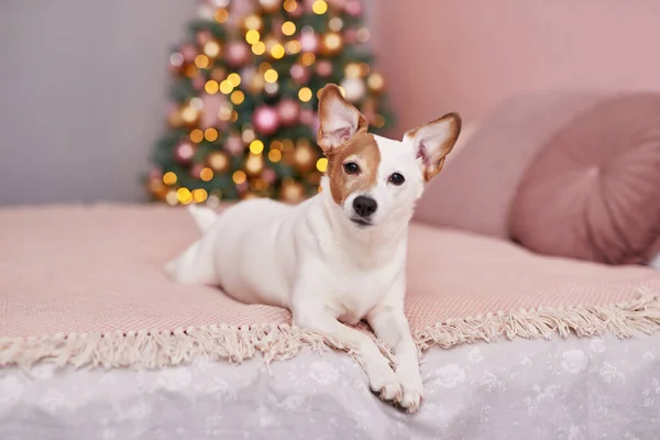 Perro Jack Russell Terrier de Navidad. Concepto de hotel para animales. Una clínica veterinaria. Plantilla de calendario animal. Tarjeta de Navidad con perro. Refugio animal. Regalo para niños, el mejor amigo del hombre.Veterinario . —  Fotos de Stock