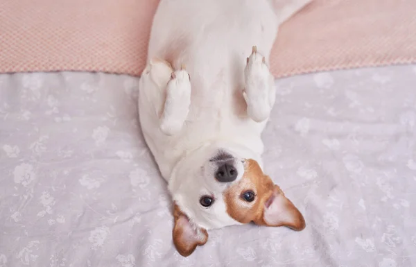 Jack Russell Terrier kutya az ágyon a rózsaszín belsejében. Hotel koncepció az állatok számára. Állatklinika. Állat naptár sablonja. Üdvözlőlap kutyával. Állatmenhely. Ajándék a gyerekeknek, az ember legjobb barátja. — Stock Fotó