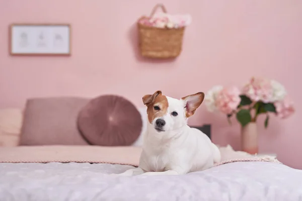잭 러셀 테리어는 분홍색 옷을 입은 채 침대에 누워 있습니다. 동물을 위한 호텔 컨셉이야. - 진료소요. 동물 달력 템플릿. 개와 인사 카드. 동물 보호 소. 아이들을 위한 선물 인간의 가장 친한 친구 — 스톡 사진