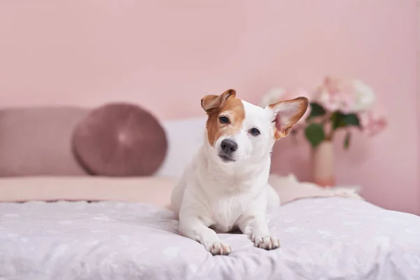 잭 러셀 테리어는 분홍색 옷을 입은 채 침대에 누워 있습니다. 동물을 위한 호텔 컨셉이야. - 진료소요. 동물 달력 템플릿. 개와 인사 카드. 동물 보호 소. 아이들을 위한 선물 인간의 가장 친한 친구 — 스톡 사진