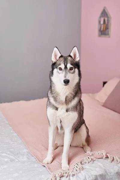 Husky dog on bed in interior of pink. Hotel concept for animals. Vetclinic. Animal Calendar Template. Greeting card with dog. Animal shelter. Gift for children, man\'s best friend - dog.