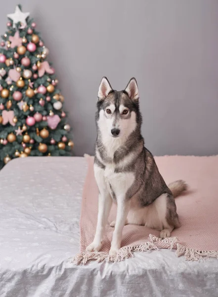 Cão de Natal Husky. Conceito de hotel para animais. Vetclinic. Modelo de Calendário Animal. Cartão de Natal com cão. Abrigo de animais. Presente para crianças, o melhor amigo do homem.Veterinário. Puppy Ano Novo — Fotografia de Stock