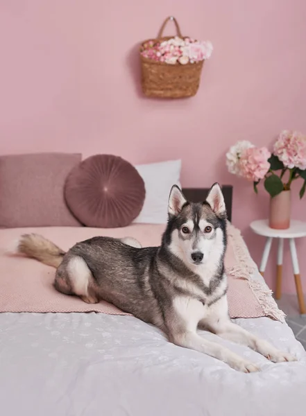Husky dog on bed in interior of pink. Hotel concept for animals. Vetclinic. Animal Calendar Template. Greeting card with dog. Animal shelter. Gift for children, man\'s best friend - dog.