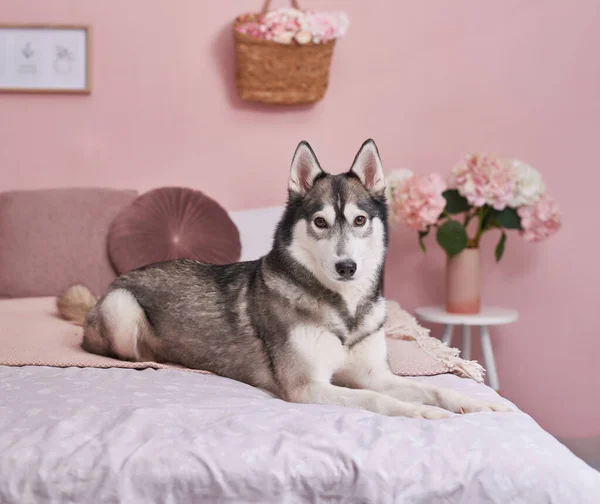 Cane robusto su letto in interno di rosa. Concetto alberghiero per animali. Clinica veterinaria. Modello di calendario animale. Biglietto d'auguri con cane. Rifugio animale. Regalo per bambini, migliore amico dell'uomo - cane . — Foto Stock