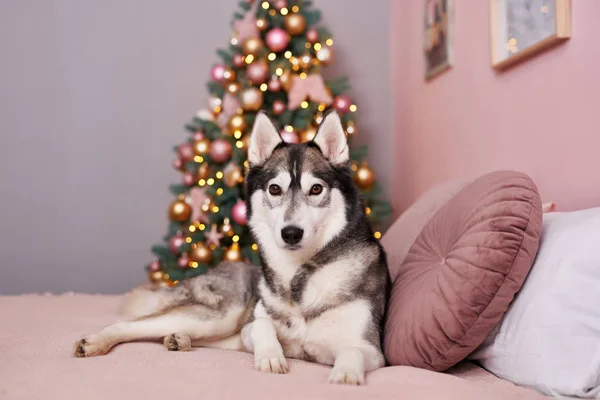 Christmas Husky dog. Hotel concept for animals. Vetclinic. Animal Calendar Template. Christmas card with dog. Animal shelter. Gift for children, man\'s best friend.Veterinary. Puppy New Year