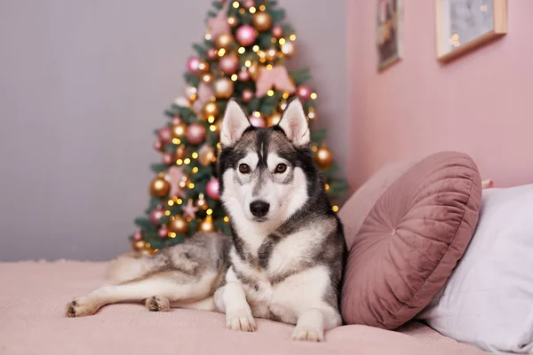 Cão de Natal Husky. Conceito de hotel para animais. Vetclinic. Modelo de Calendário Animal. Cartão de Natal com cão. Abrigo de animais. Presente para crianças, o melhor amigo do homem.Veterinário. Puppy Ano Novo — Fotografia de Stock