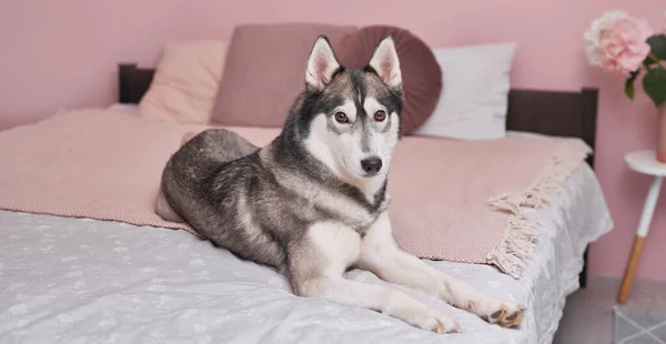 Yatakta pembenin içinde iri yarı bir köpek. Hayvanlar için otel kavramı. — Stok fotoğraf