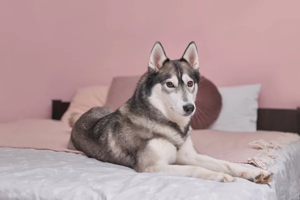 Husky pes na posteli v interiéru růžové. Hotelový koncept pro zvířata. Na klinice. Šablona zvířecího kalendáře. Pozdrav se psem. Útulek pro zvířata. Dárek pro děti, nejlepší přítel člověka - pes. — Stock fotografie