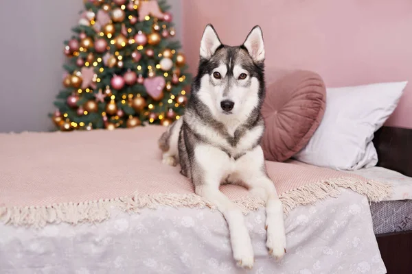 Vánoční Husky dog. Hotelový koncept pro zvířata. Na klinice. Šablona zvířecího kalendáře. Vánoční přání se psem. Útulek pro zvířata. Dárek pro děti, nejlepší přítel člověka. Veterinář. Nový rok štěňat — Stock fotografie