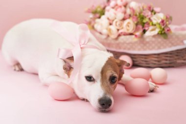 Zencefilli kurabiye ve yumurtalı Paskalya tebrik kartı. Paskalya kartpostalı şablonu. Mutlu Paskalya tatili konsepti, yumurtalı Paskalya köpeği..