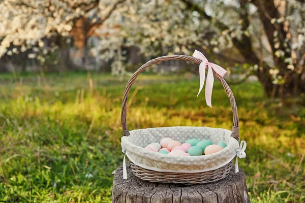 Easter basket on background of blossoming tree. Template Easter Greeting Card. Easter eggs and flowers . Easter decoration with eggs. Spring holiday concept with copy space. Blooming garden.