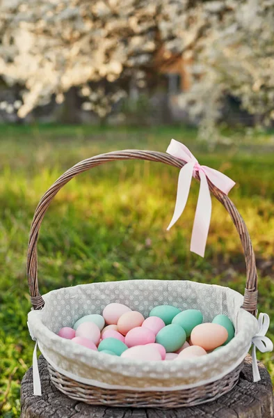 Easter basket on background of blossoming tree. Template Easter Greeting Card. Easter eggs and flowers . Easter decoration with eggs. Spring holiday concept with copy space. Blooming garden.