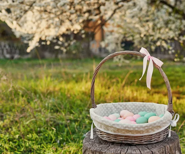 Easter basket on background of blossoming tree. Template Easter Greeting Card. Easter eggs and flowers . Easter decoration with eggs. Spring holiday concept with copy space. Blooming garden.