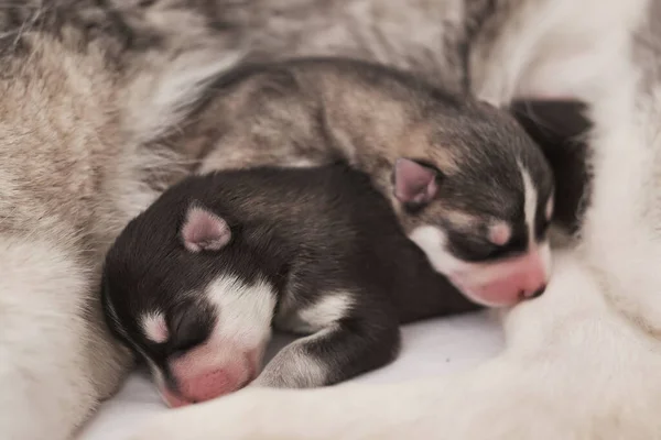 Newborn Siberian Husky Puppy Age Days Husky Dog Breeding Concept — Stock Photo, Image