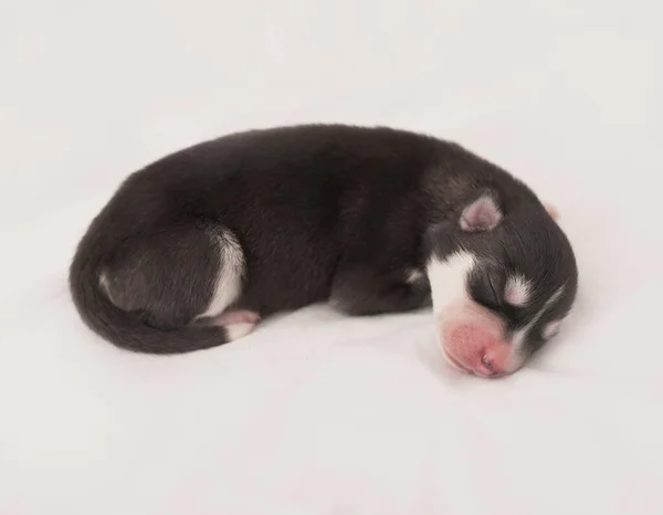 Newborn Siberian Husky Puppy Age Days Husky Dog Breeding Concept — Stock Photo, Image