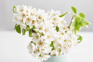 Beyaz çiçek, Paskalya tebrik kartı. Çiçekler, kiraz çiçeği. Beyaz çiçek sakurası. Güneşli bir gün. Bahar çiçekleri. Güzel Meyve Bahçesi Baharı Zamanı.