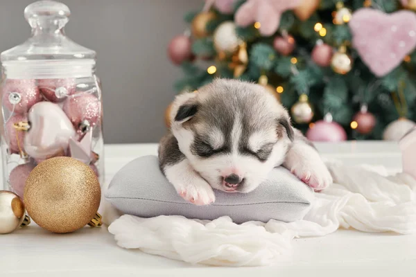 Happy Christmas Dog Husky Newborn Puppy Christmas New Year Greeting — Stock Photo, Image