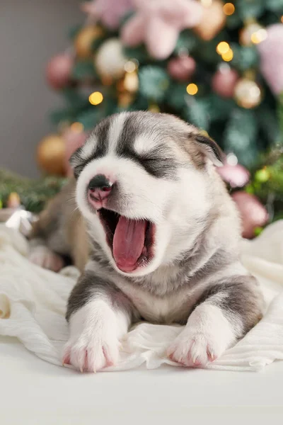 Happy Christmas Dog Husky Newborn Puppy Christmas New Year Greeting — Stock Photo, Image