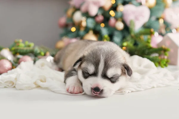 Vrolijk Kersthondje Husky Pasgeboren Puppy Kerst Nieuwjaarskaart Puppy Van Siberische — Stockfoto