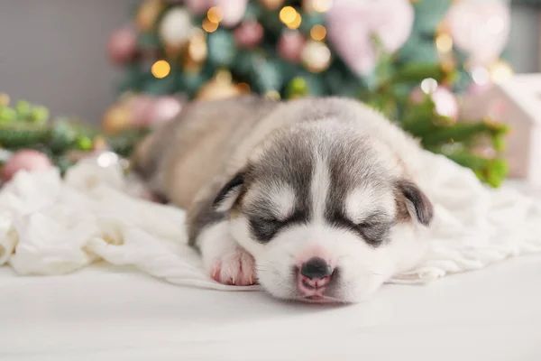 Happy Christmas Dog Husky Newborn Puppy Christmas New Year Greeting — Stock Photo, Image
