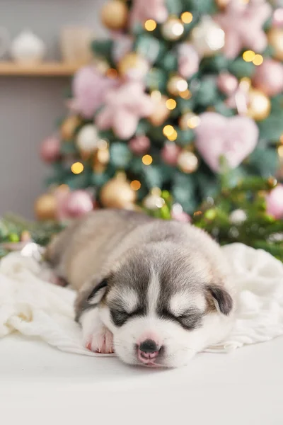 Feliz Cão Natal Cachorrinho Recém Nascido Husky Cartão Natal Ano — Fotografia de Stock