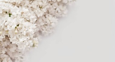 Doğum günün kutlu olsun. Merhaba bahar ve yaz. Kadınlar Günü ve Anneler Günü için tebrik kartı. Bahar mevsimi, kopyalama alanı. Beyaz leylak, makro, bahar çiçekli bitkinin detaylı fotoğrafları..