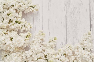 Doğum günün kutlu olsun. Merhaba bahar ve yaz. Kadınlar Günü ve Anneler Günü için tebrik kartı. Bahar mevsimi, kopyalama alanı. Beyaz leylak, makro, bahar çiçekli bitkinin detaylı fotoğrafları..