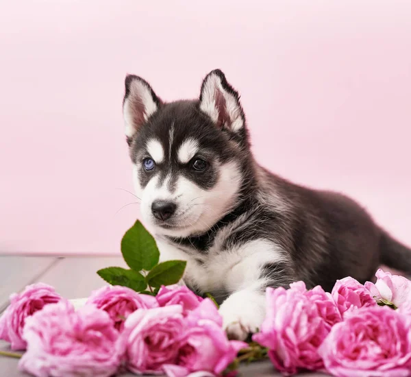 Husky Hundewelpen Und Rosa Teerosen Kopierschutz Grußkarte Zum Muttertag Valentinskarte — Stockfoto