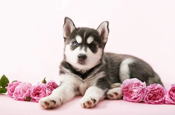 Husky Dog Puppy Pink Tea Roses Copy Spase Greeting Card — Stock Photo, Image