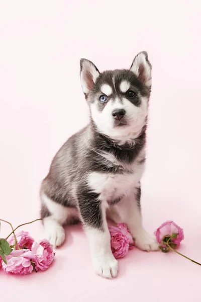 Husky Dog Puppy Pink Tea Roses Copy Spase Greeting Card — Stock Photo, Image