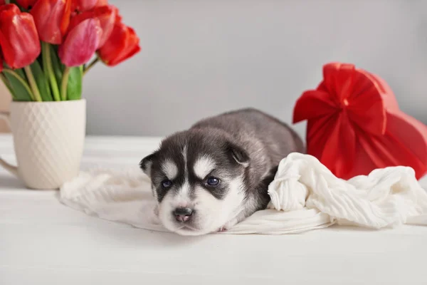 Husky breeding. Valentine dog with red tulips. Spring flowers. Bouquet of red tulips. Greeting card for Mother\'s Day, Valentine\'s Day, Happy Birthday!