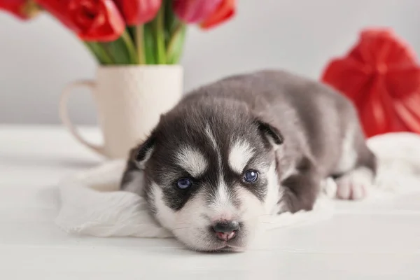 Huskyzucht Valentinshund Mit Roten Tulpen Frühlingsblumen Strauß Roter Tulpen Glückwunschkarte — Stockfoto