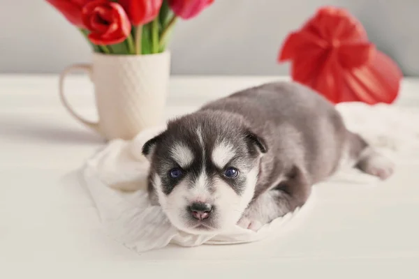 Huskyzucht Valentinshund Mit Roten Tulpen Frühlingsblumen Strauß Roter Tulpen Glückwunschkarte — Stockfoto