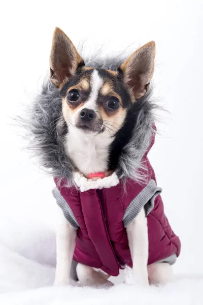 Cute chihuahua dog with winter coat — Stock Photo, Image
