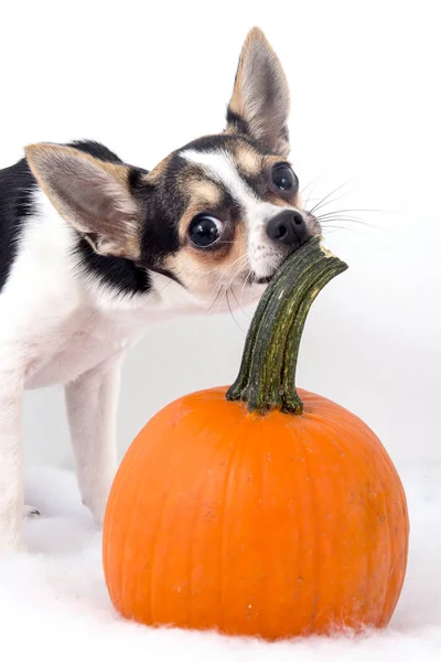 Carino cane chihuahua con zucche — Foto Stock