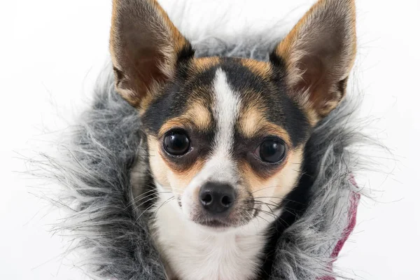 Cute chihuahua dog with winter coat — Stock Photo, Image