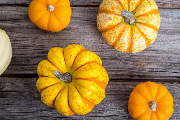 Carnival squash on rustic wood background — Stock Photo, Image