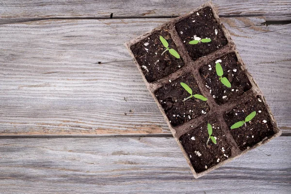 Tuinieren vierkante biologische aanplant potten met tomaten plant sprout — Stockfoto