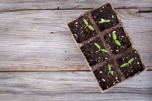 Potes de plantio orgânico quadrado de jardinagem com broto de tomate — Fotografia de Stock