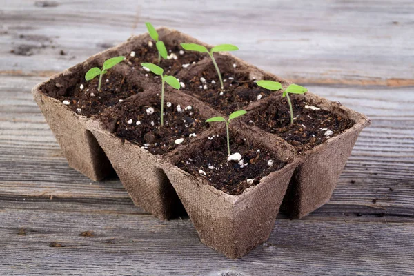 Potes de plantio orgânico quadrado de jardinagem com broto de tomate — Fotografia de Stock