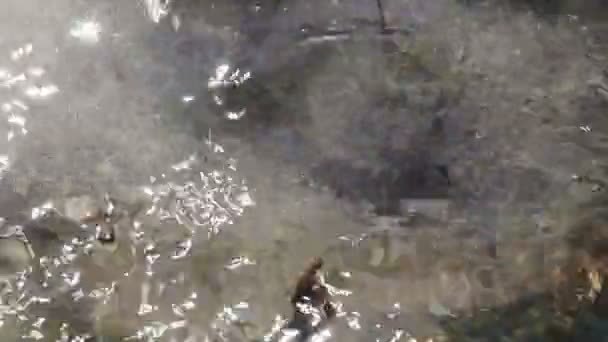 Goutte d'eau de la fonte des neiges au printemps gros plan en temps réel — Video