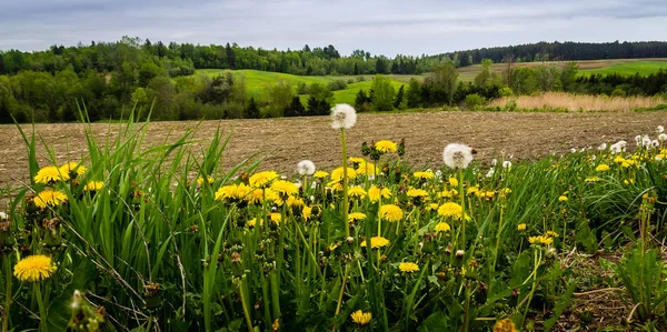 Dandelion country landscape — Stock Photo, Image