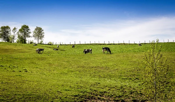 Holstein Friesians przełyków na pastwisku — Zdjęcie stockowe