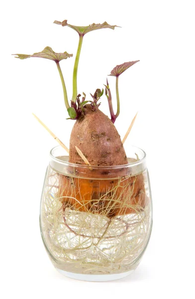 Ricrescita patata su vetro acqua — Foto Stock