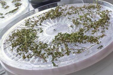 drying herb using a dehydrator clipart