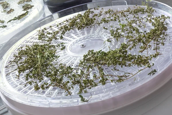 Drying herb using a dehydrator — Stock Photo, Image