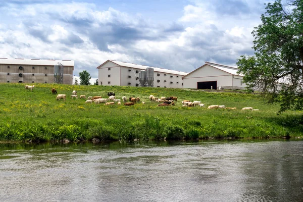 Troupeau de vaches au bord de la rivière — Photo