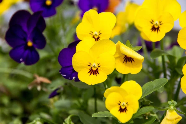 Flor amarilla en el jardín —  Fotos de Stock