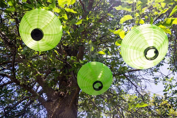 yeşil Çince fener süs ağacı üzerinde